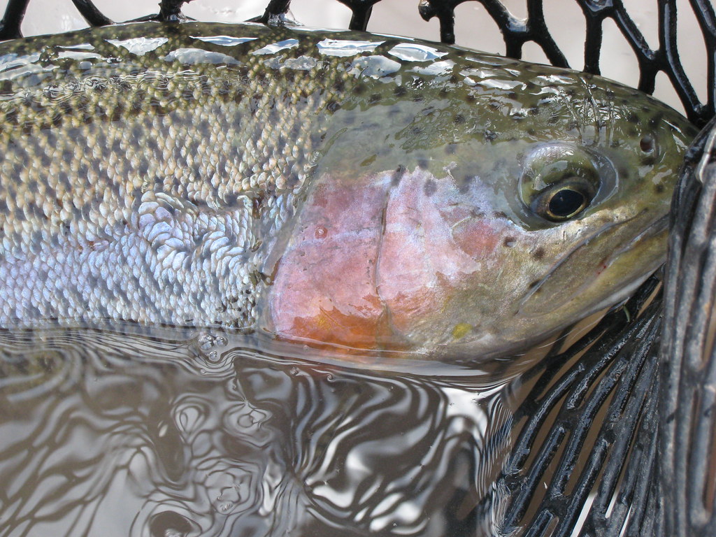 Best Fishing Landing Nets in 2026: 5 Practical Picks for Trout, Bass, Kayaks, and Catch-and-Release