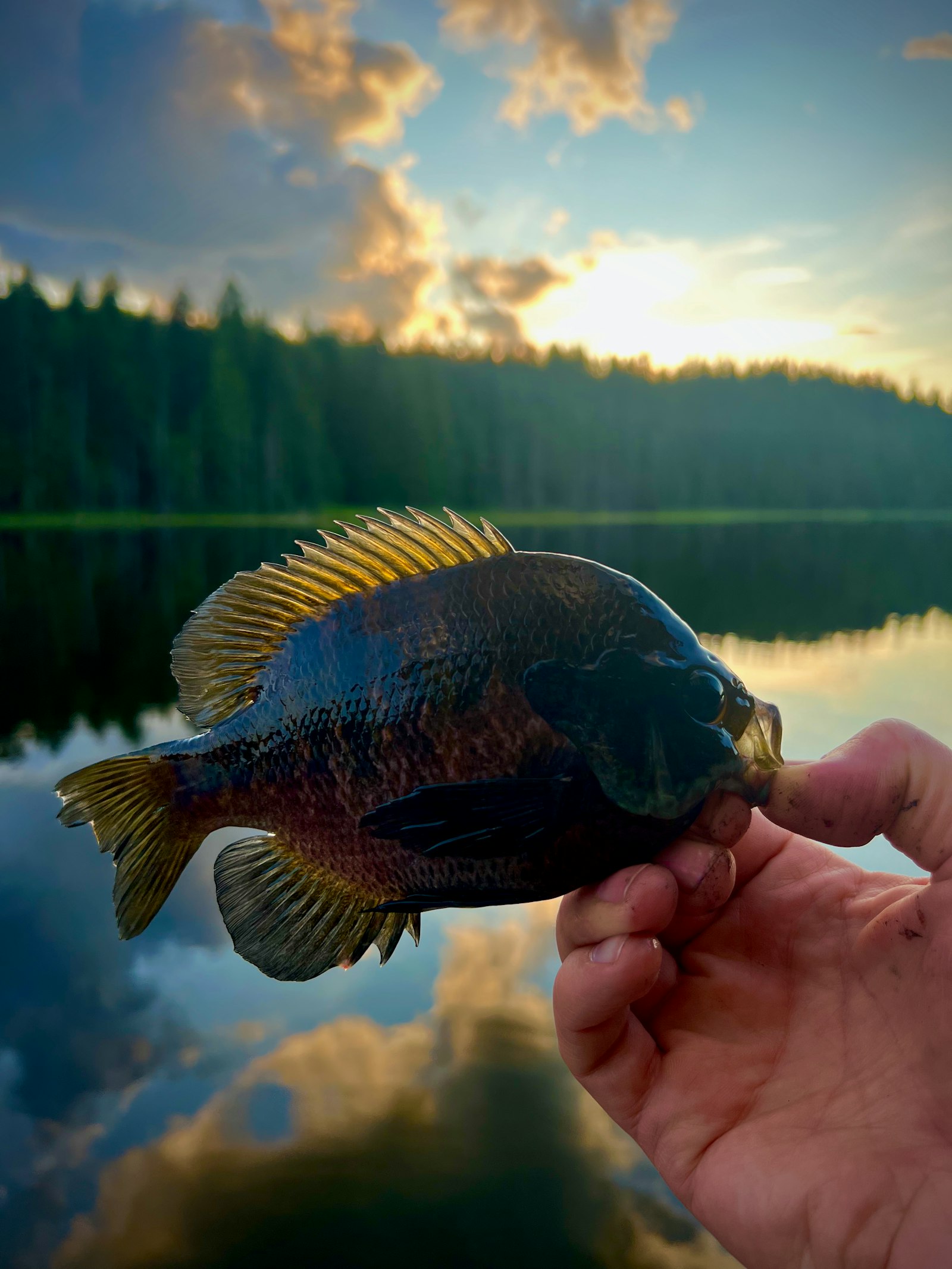 How to Catch Bluegill: A Practical 2026 Guide for Spring Beds, Bobber Rigs, and Fast Family Action